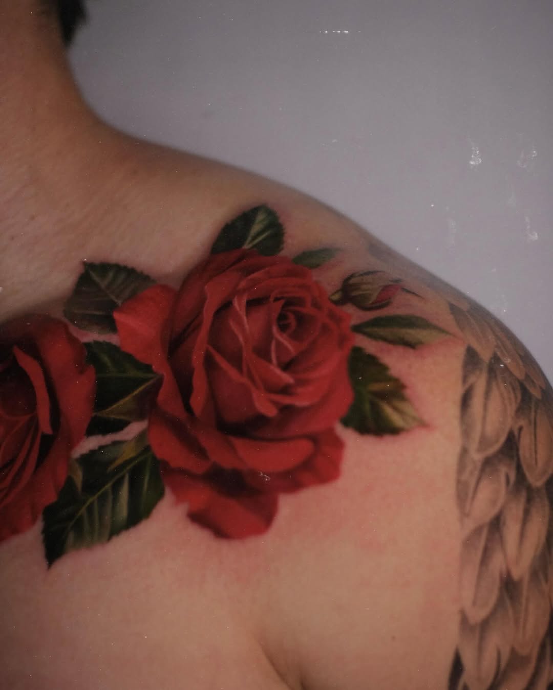Rose, Nature, Flower
