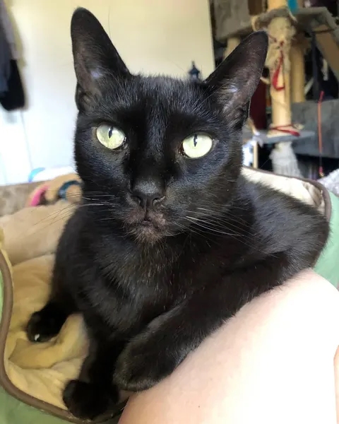 Animal