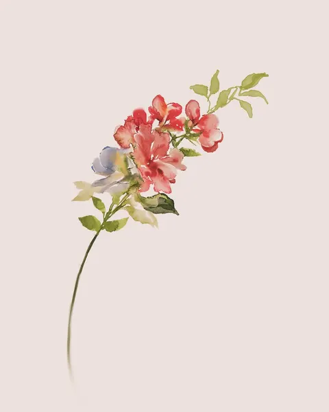 Flower, Rose