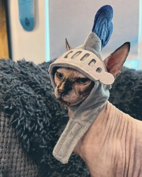 기사