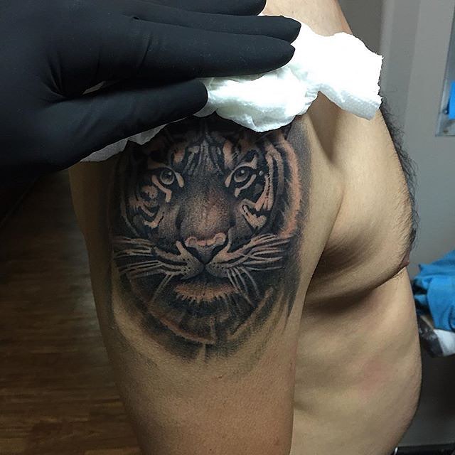Tiger, 한국 호랑이