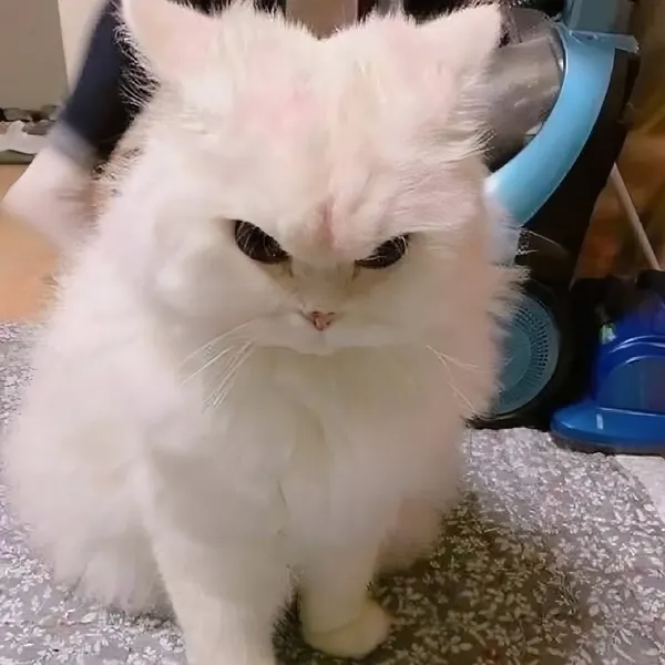 Animal
