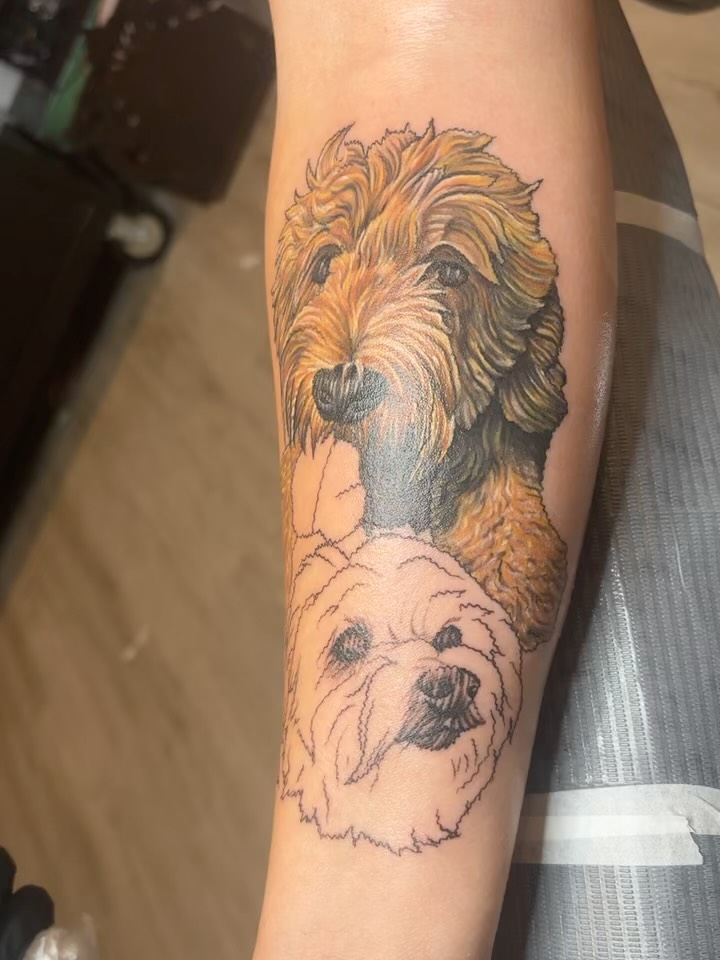 Animal