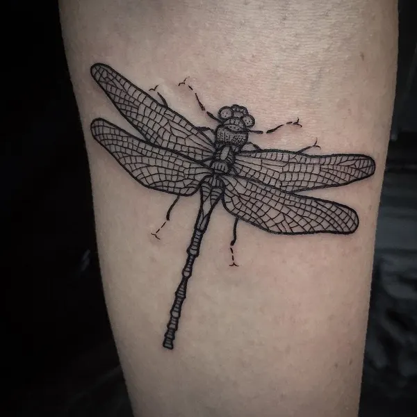 Animal, Nature, 잠자리, 매미