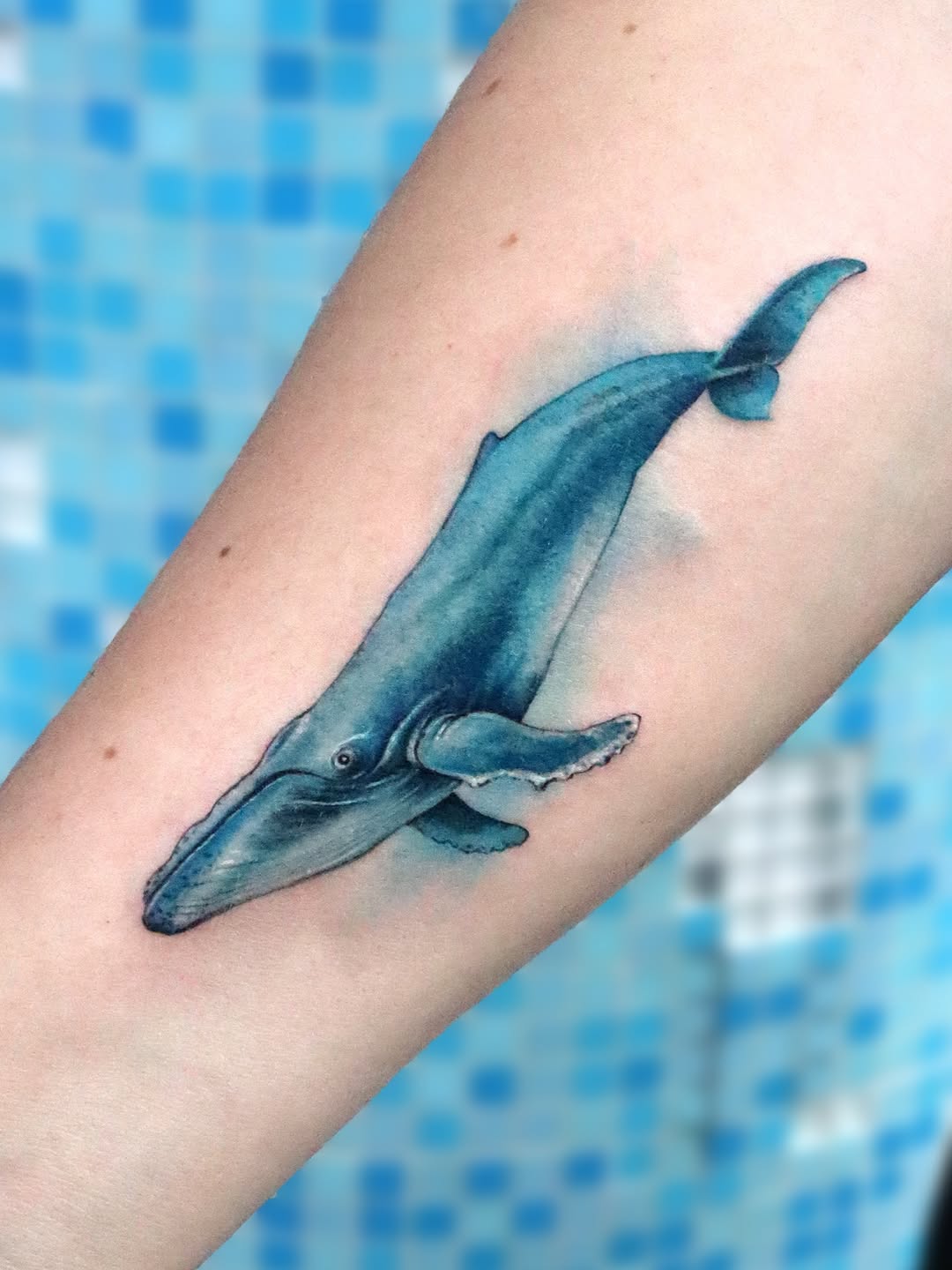 돌고래, Nature, 고래, 상어, Animal