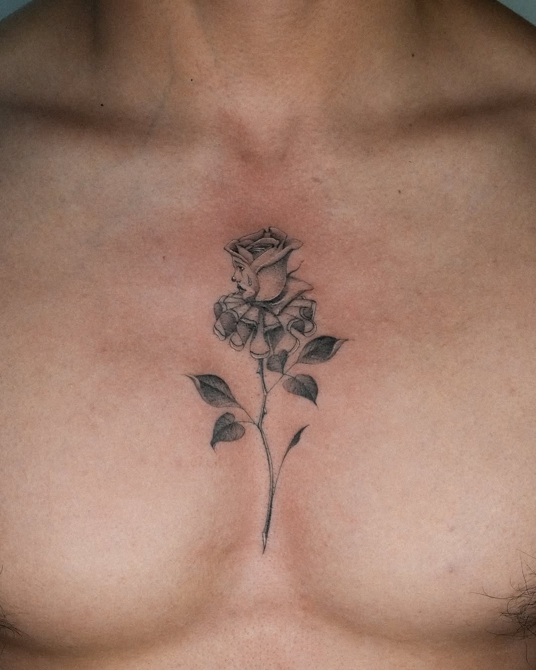 Flower, Rose, Nature