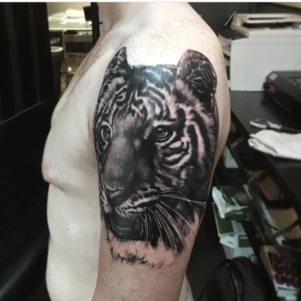 Tiger, 중국 호랑이, 한국 호랑이, 재규어