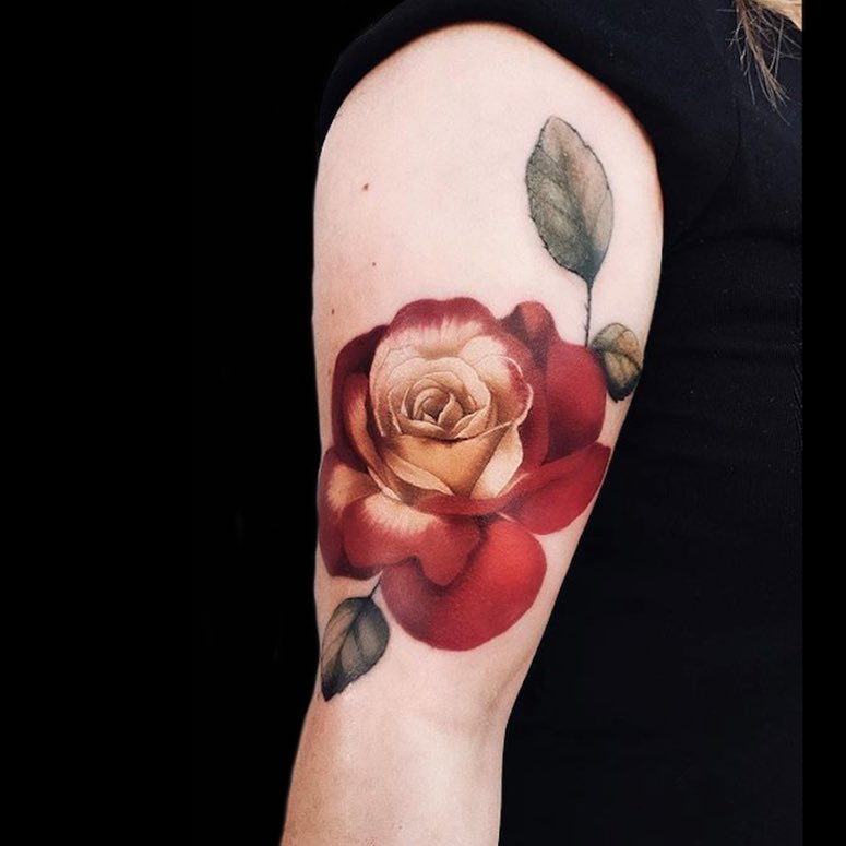 Flower, Rose, Nature