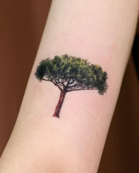Nature, 나무, 소나무, 숲