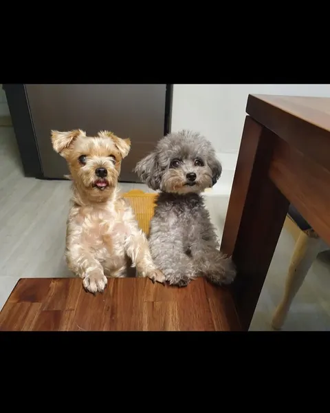 Animal, Mini