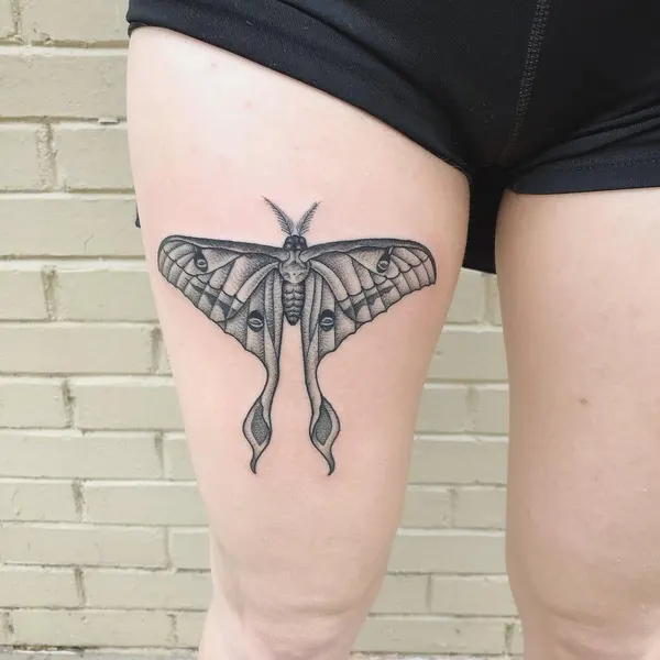 Animal, Nature, 나방, 매미, 잠자리