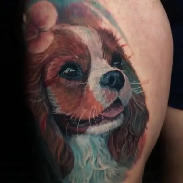 Animal
