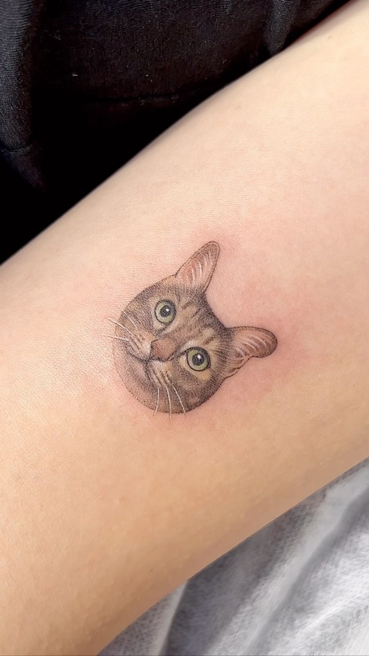 고양이