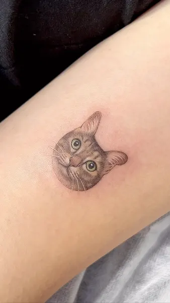고양이