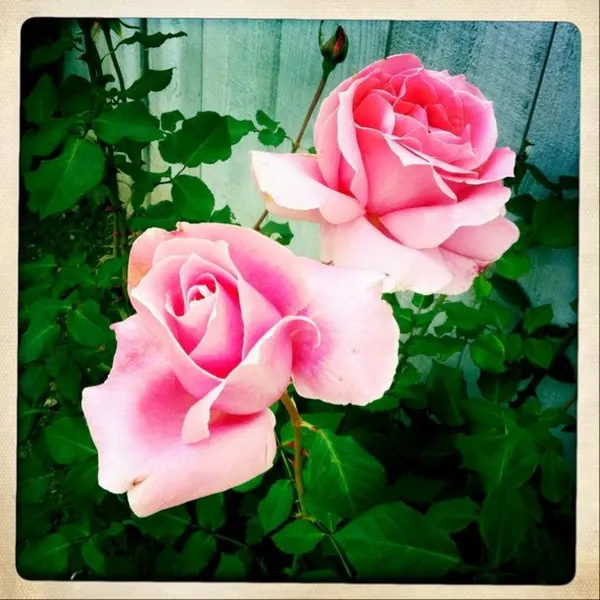 Flower, Rose, Nature