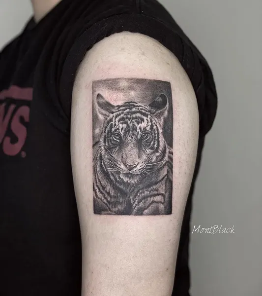 Tiger, 양