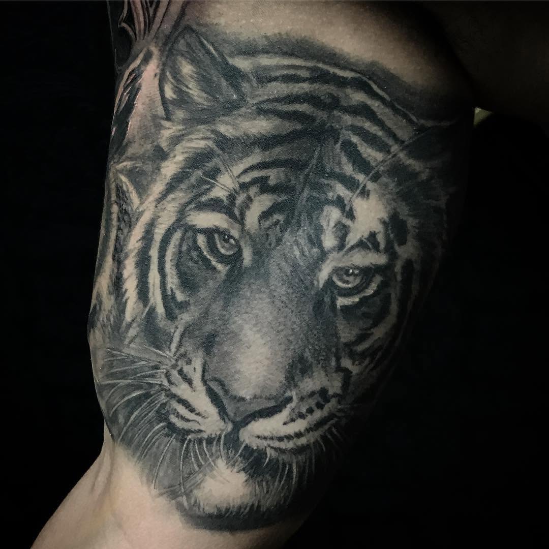 Tiger, 치타, 사자자리, 한국 호랑이