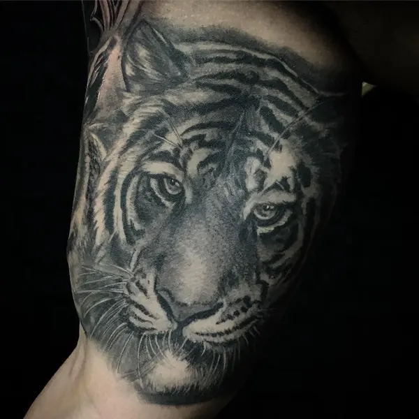 Tiger, 치타, 사자자리, 한국 호랑이