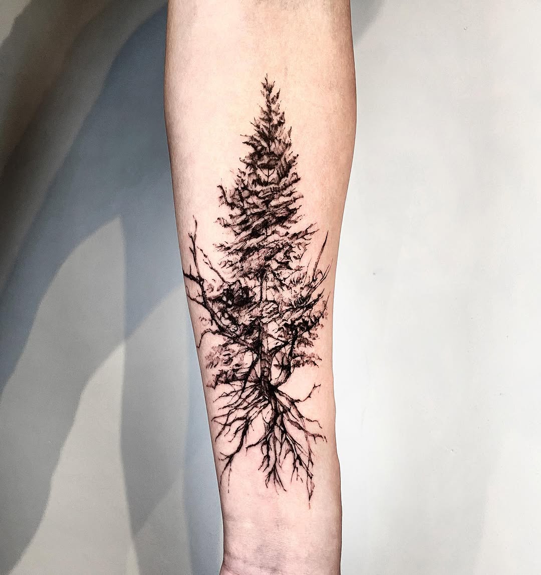 Nature, 소나무, 숲, 나무, 고사리