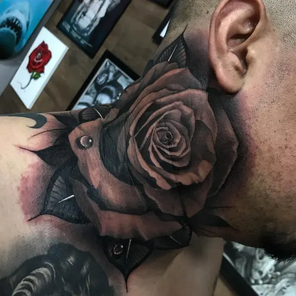 Flower, Rose, Nature
