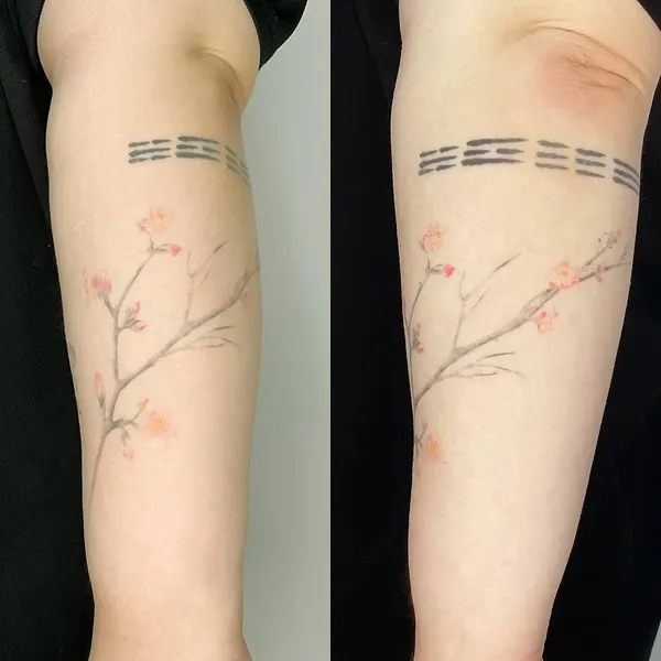 Flower, 매화, 목련, 벚꽃, 사쿠라