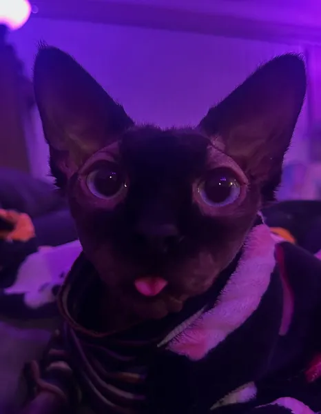 artkaylarose