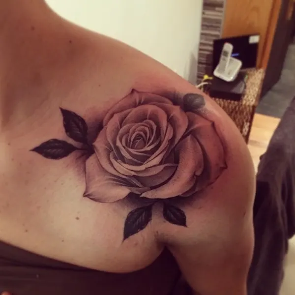 Flower, Nature, Rose