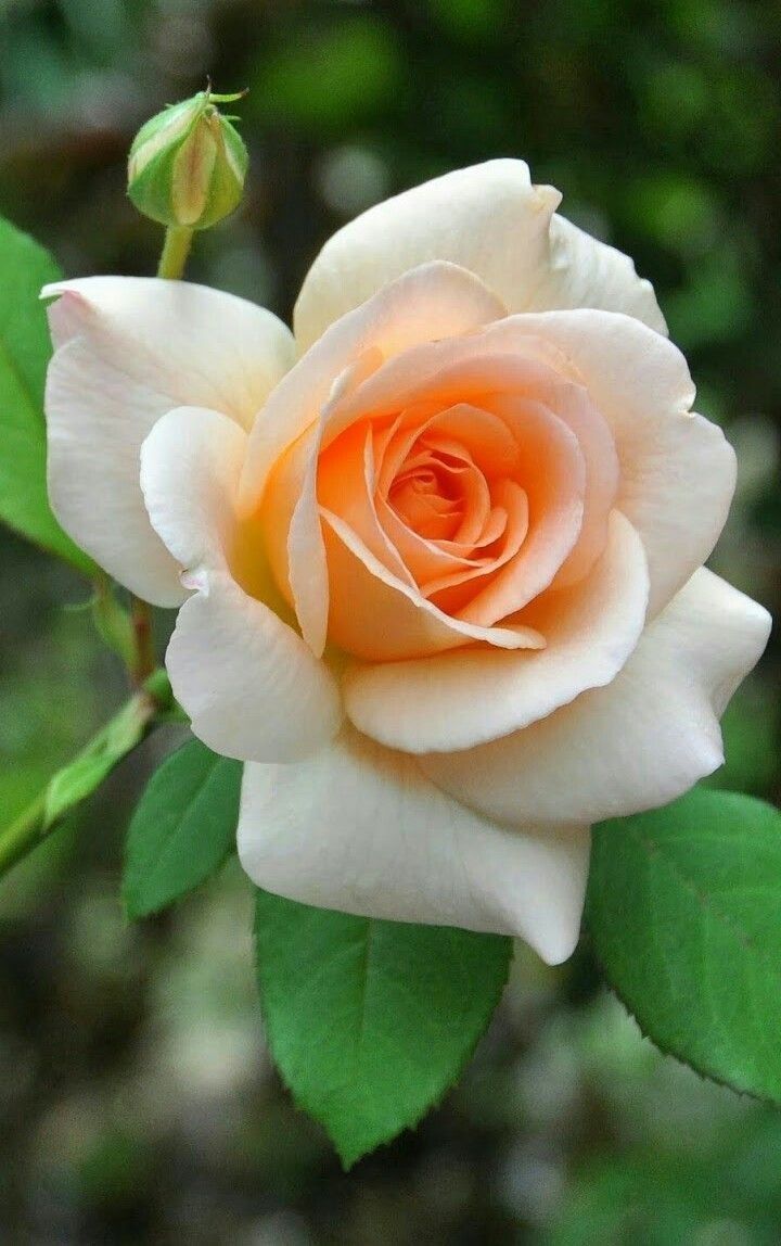Flower, Rose, Nature