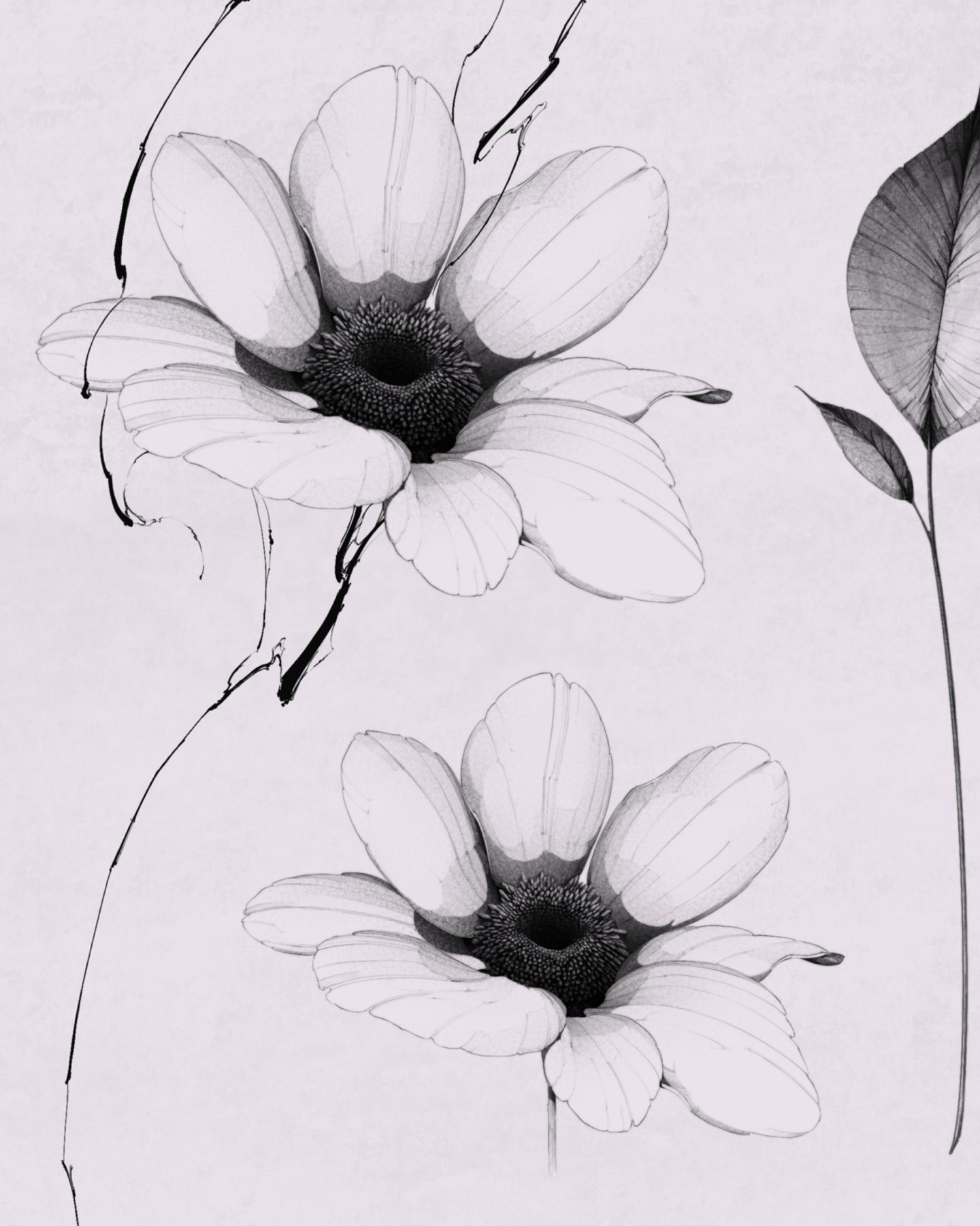 Flower, Rose